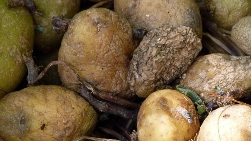 Bea patata fusarium.jpg